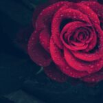 A Rose is a rose is a rose is a rose…