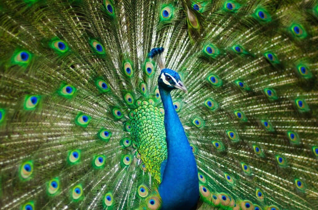 PEACOCK  AS AN OMEN